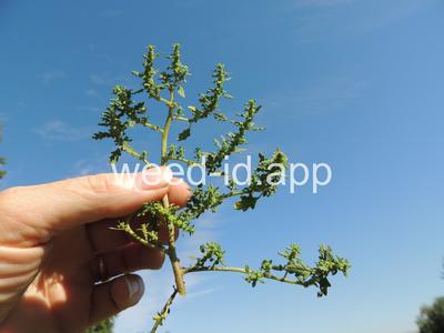 goosefoot, Tasmanian