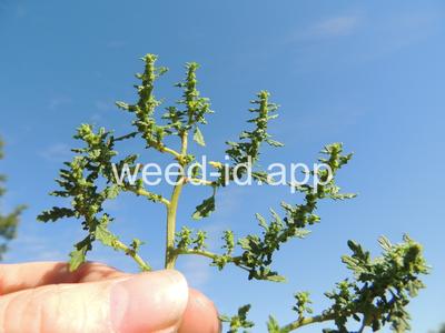 goosefoot, Tasmanian