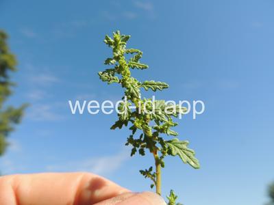 goosefoot, Tasmanian