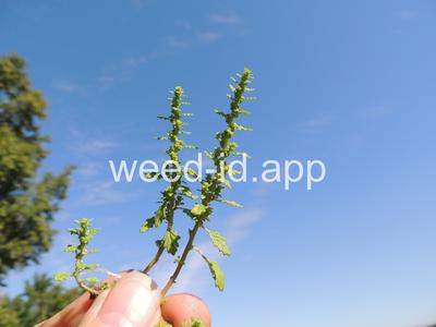 goosefoot, Tasmanian