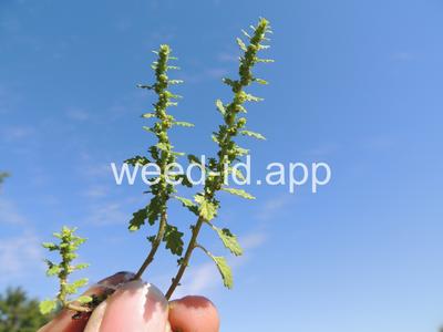 goosefoot, Tasmanian