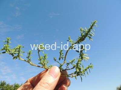 goosefoot, Tasmanian