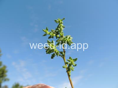 goosefoot, Tasmanian