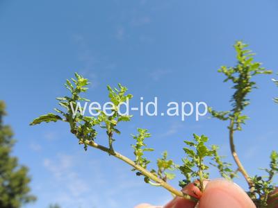 goosefoot, Tasmanian