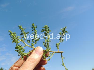 goosefoot, Tasmanian