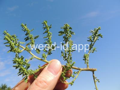 goosefoot, Tasmanian