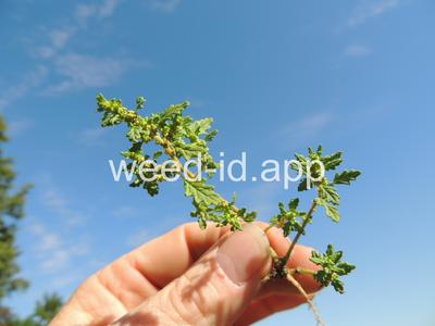 goosefoot, Tasmanian