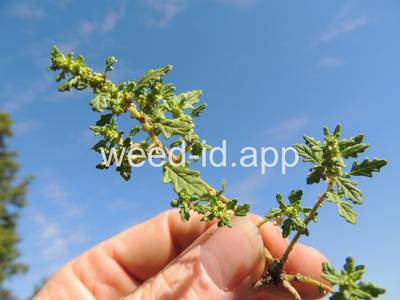 goosefoot, Tasmanian