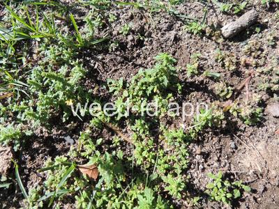 goosefoot, Tasmanian