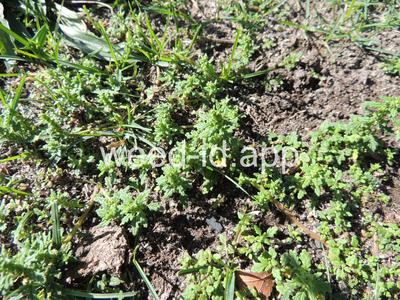 goosefoot, Tasmanian