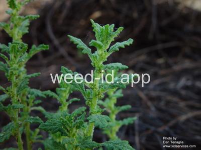 goosefoot, Tasmanian