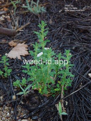 goosefoot, Tasmanian