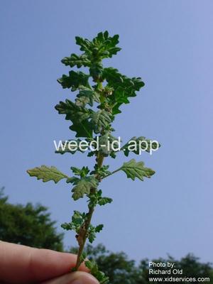 goosefoot, Tasmanian