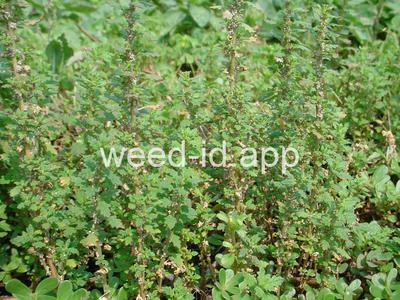 goosefoot, Tasmanian