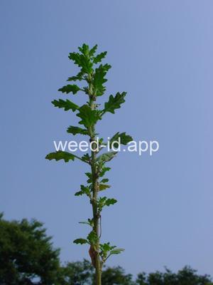 goosefoot, Tasmanian