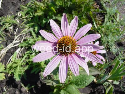 Echinacea purpurea