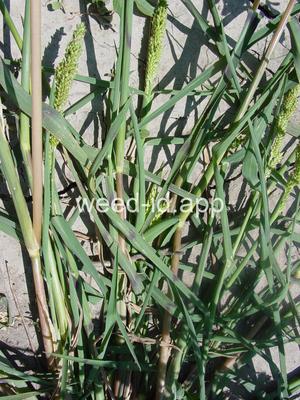 Echinochloa colona