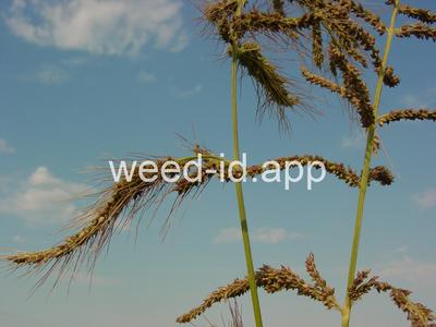Echinochloa crus-galli