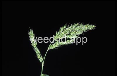 Echinochloa muricata