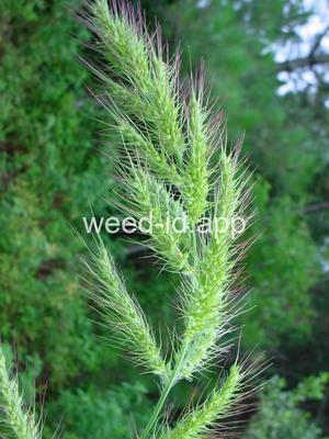 Echinochloa walteri