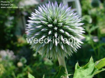 globethistle, great