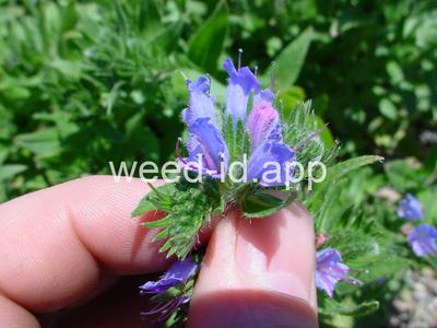blueweed