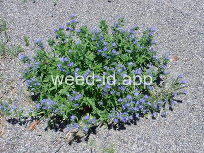 blueweed