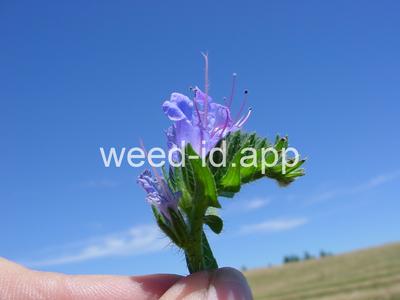 blueweed