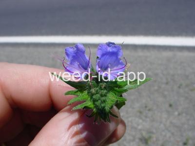 blueweed