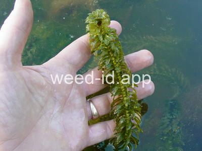 elodea, Brazilian