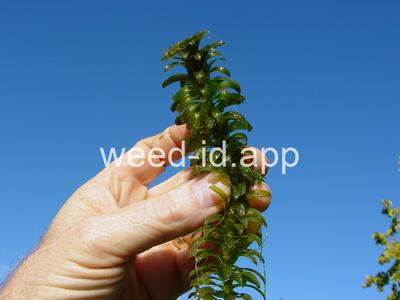 elodea, Brazilian