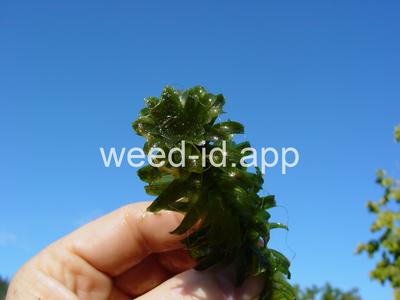 elodea, Brazilian