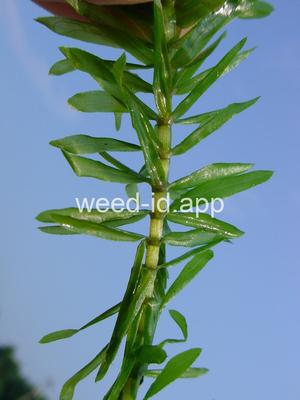 elodea, Brazilian