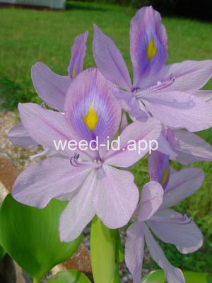 Eichornia crassipes