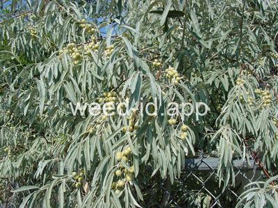 Russian-olive
