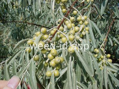Russian-olive