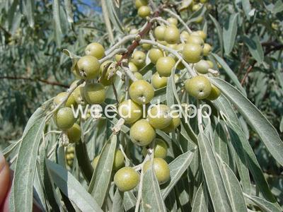 Russian-olive