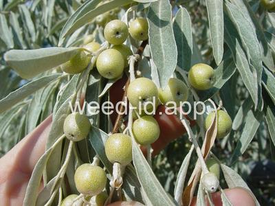 Russian-olive