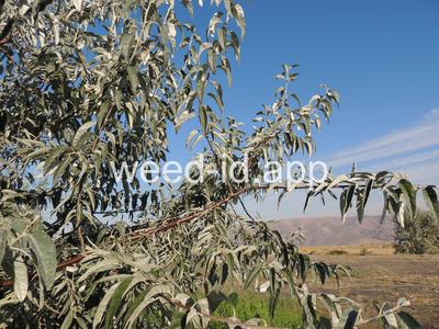 Russian-olive