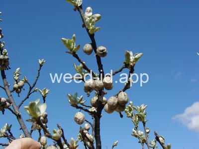 Elaeagnus commutata