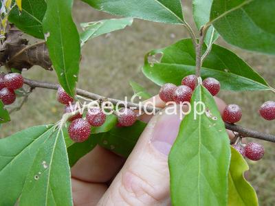 Elaeagnus umbellata