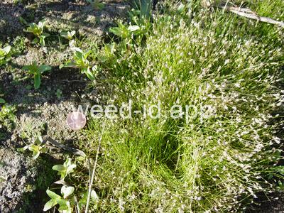 Eleocharis acicularis