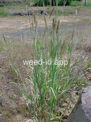 Elymus cinereus