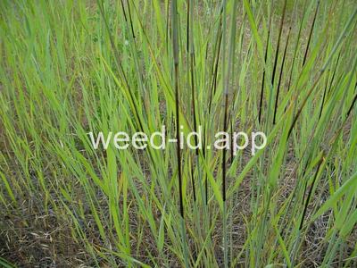 Elymus repens
