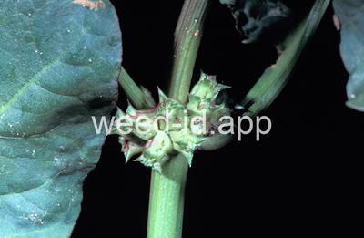 Emex spinosa