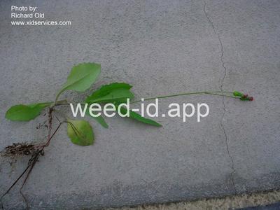 Cupid's-shaving-brush