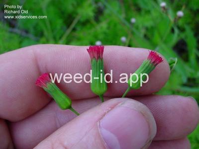 Cupid's-shaving-brush