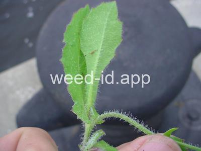 Cupid's-shaving-brush