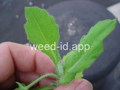 Cupid's-shaving-brush