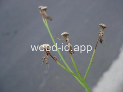 Cupid's-shaving-brush